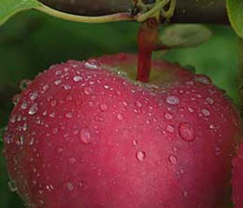 Dew drops on summer apple in orchards southwest of Montreal, Quebec, Canada