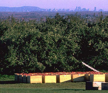 View of Montreal across apple orchards on Covey Hill along the USA Canada border
