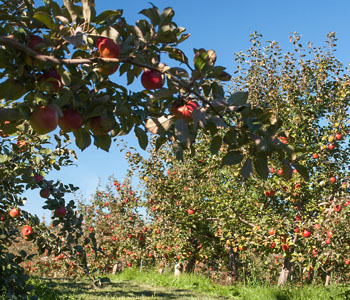 Rockburn apple orchard and U-pick orchard