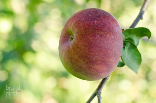 apple on tree in Franklin, Quebec