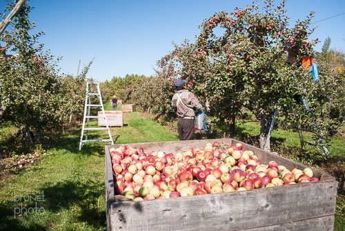 verger de pommes Hemmingford, Quebec dans la region de Montreal