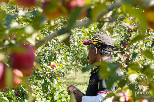 apple picker U-pick in southwest Quebec Province of Canada