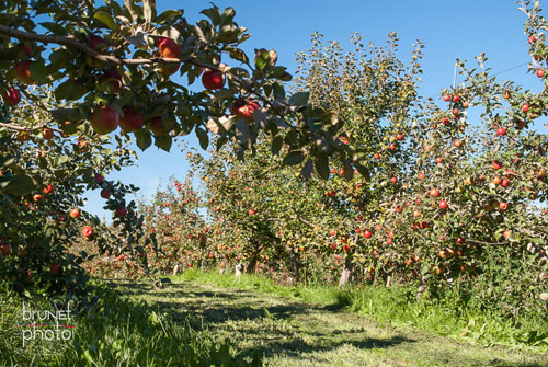 pommes vergers Rockburn Orchards apples