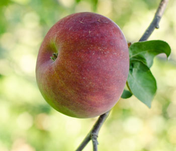 Pomme sur l'arbre au sud-ouest de Montreal