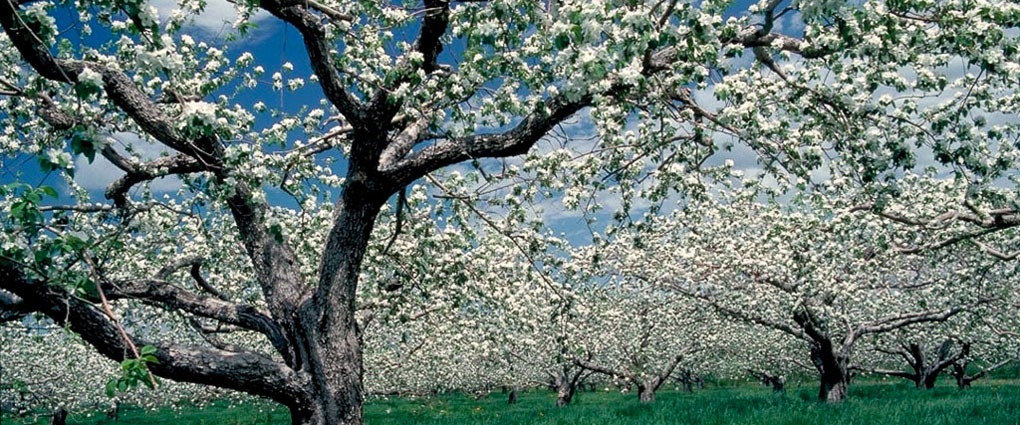 apple blossom time