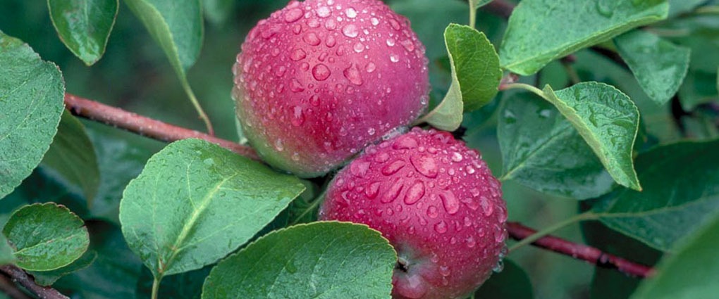 apples with dew drops